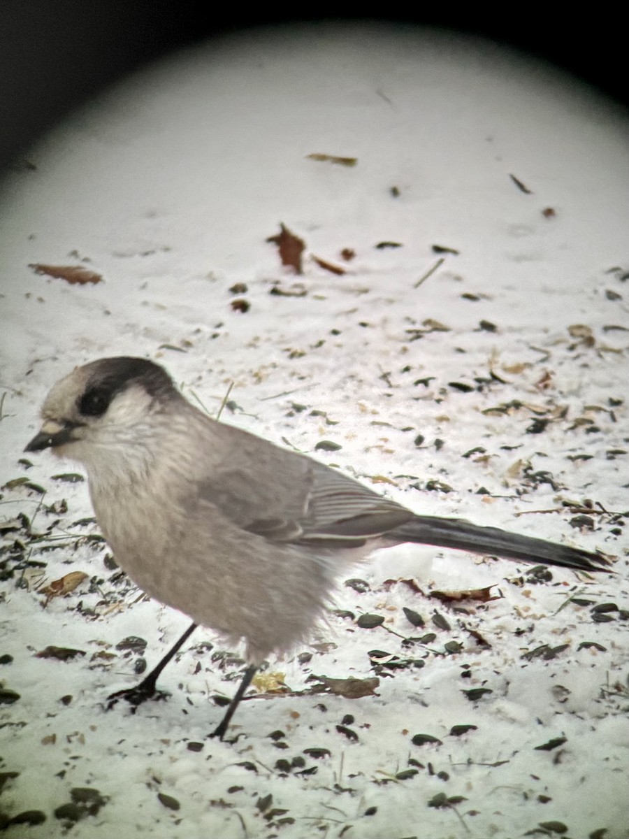 Canada Jay - ML646325614