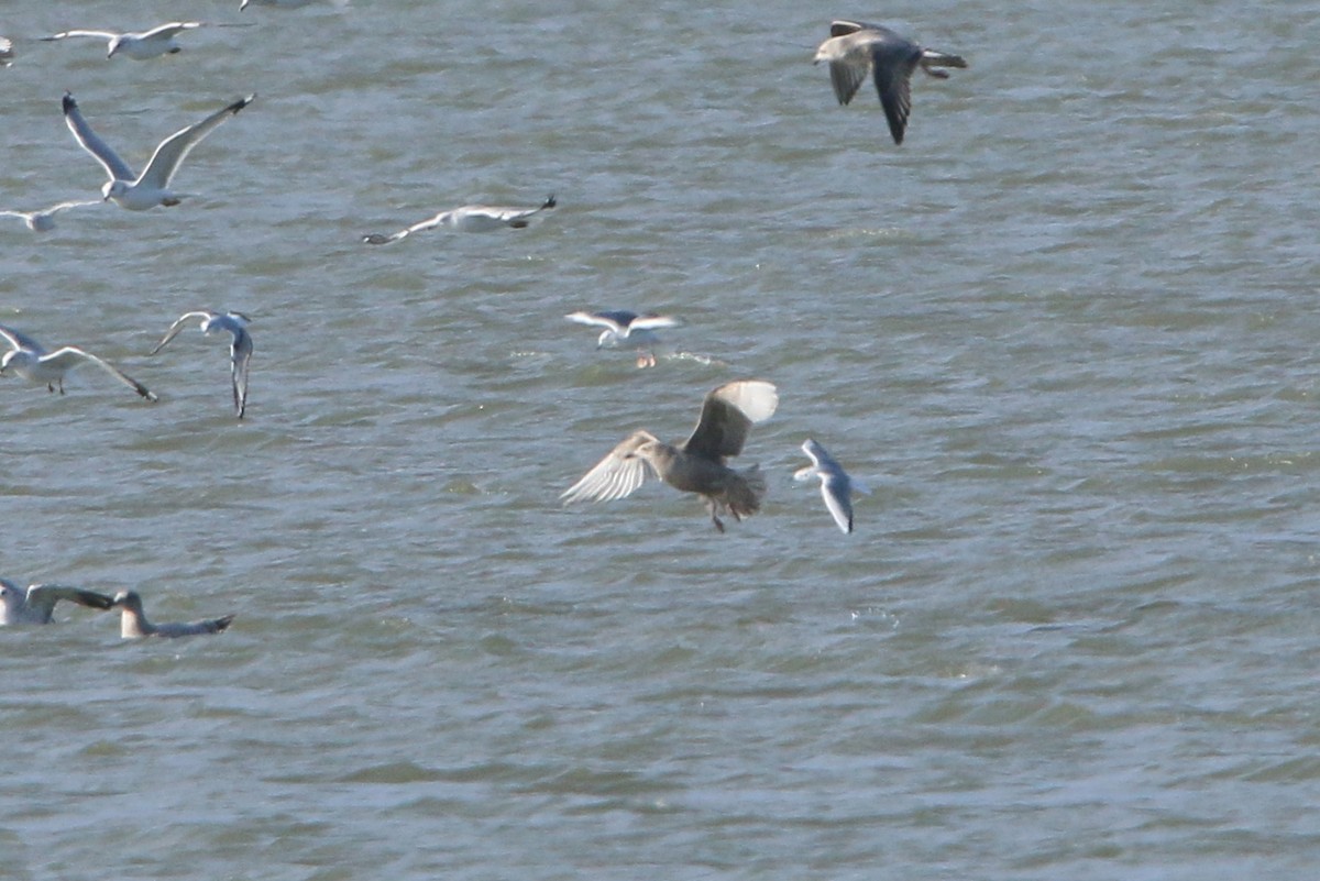 Iceland Gull (Thayer's) - ML646325622