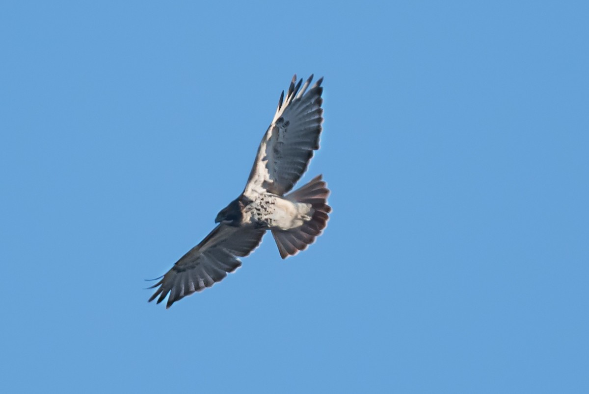 Red-tailed Hawk - ML646325623