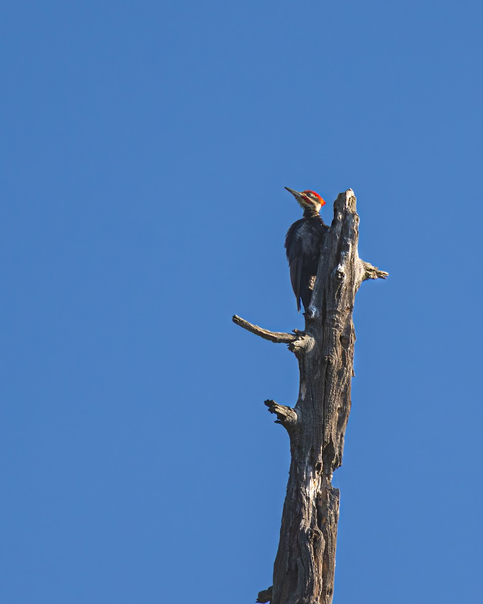 Pileated Woodpecker - ML646325624