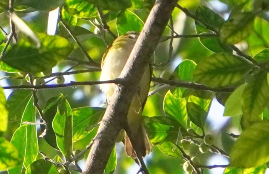 Kızıl Gözlü Vireo - ML646325625