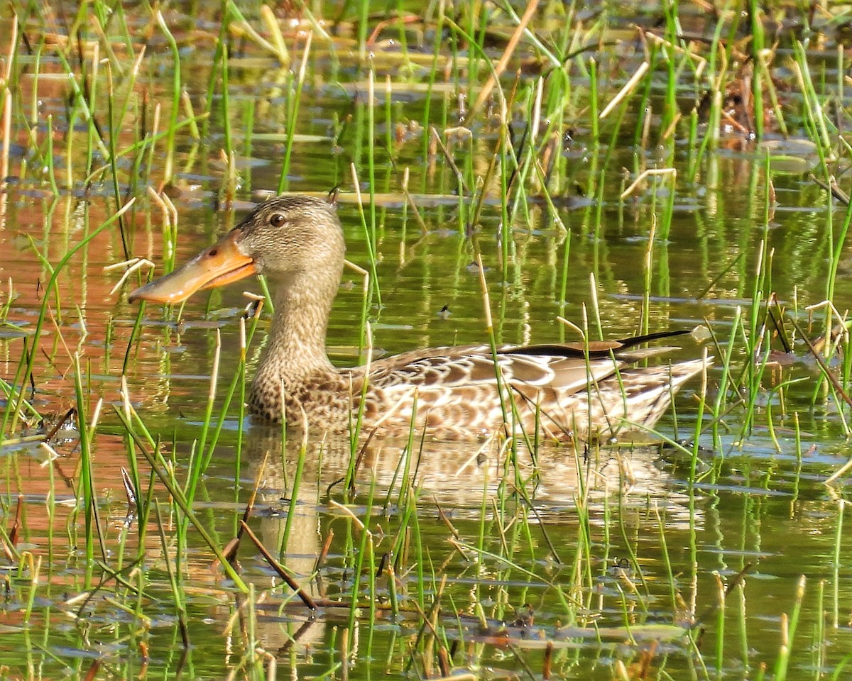 Mestolone - ML646325626