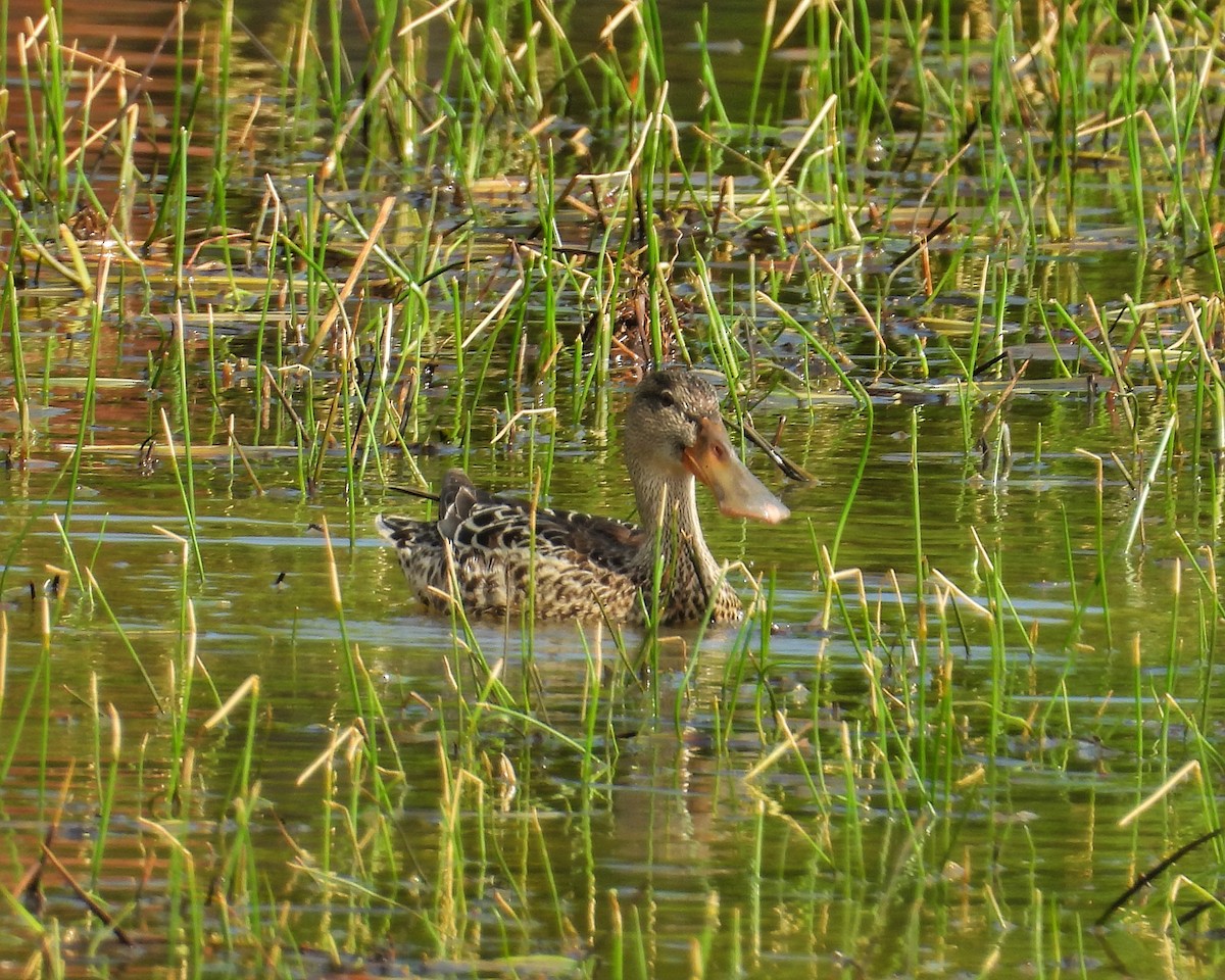 Mestolone - ML646325627