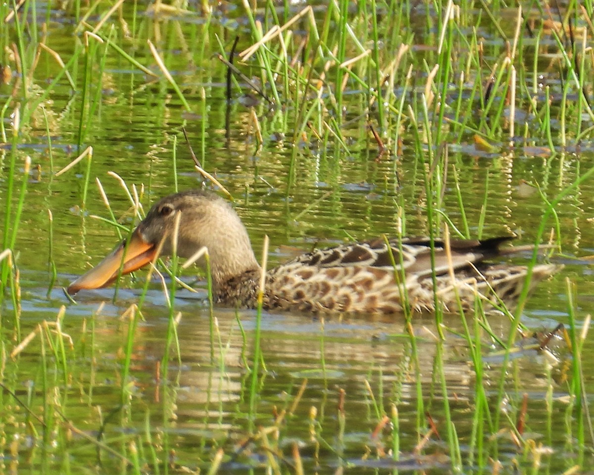 Löffelente - ML646325628