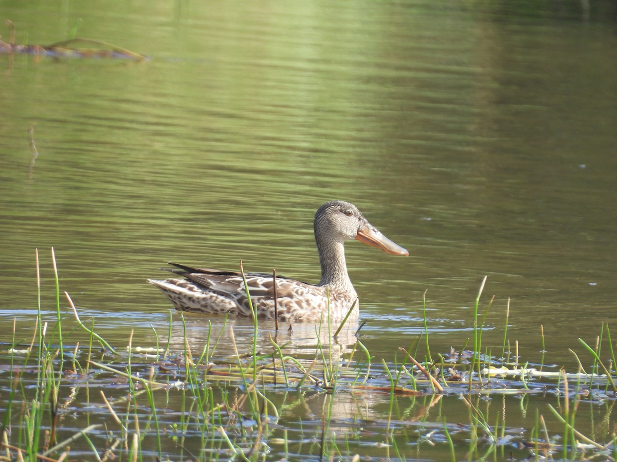 Mestolone - ML646325629