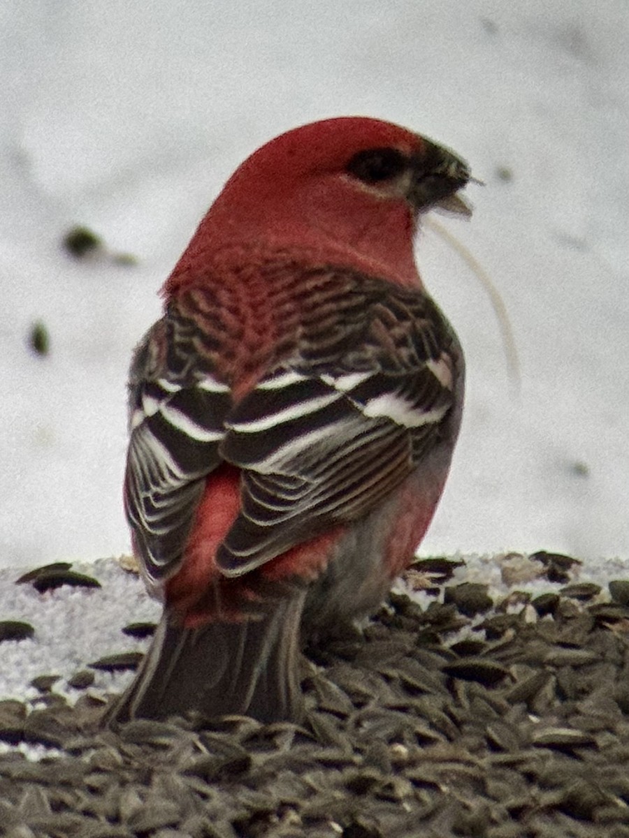 Hakengimpel - ML646325634