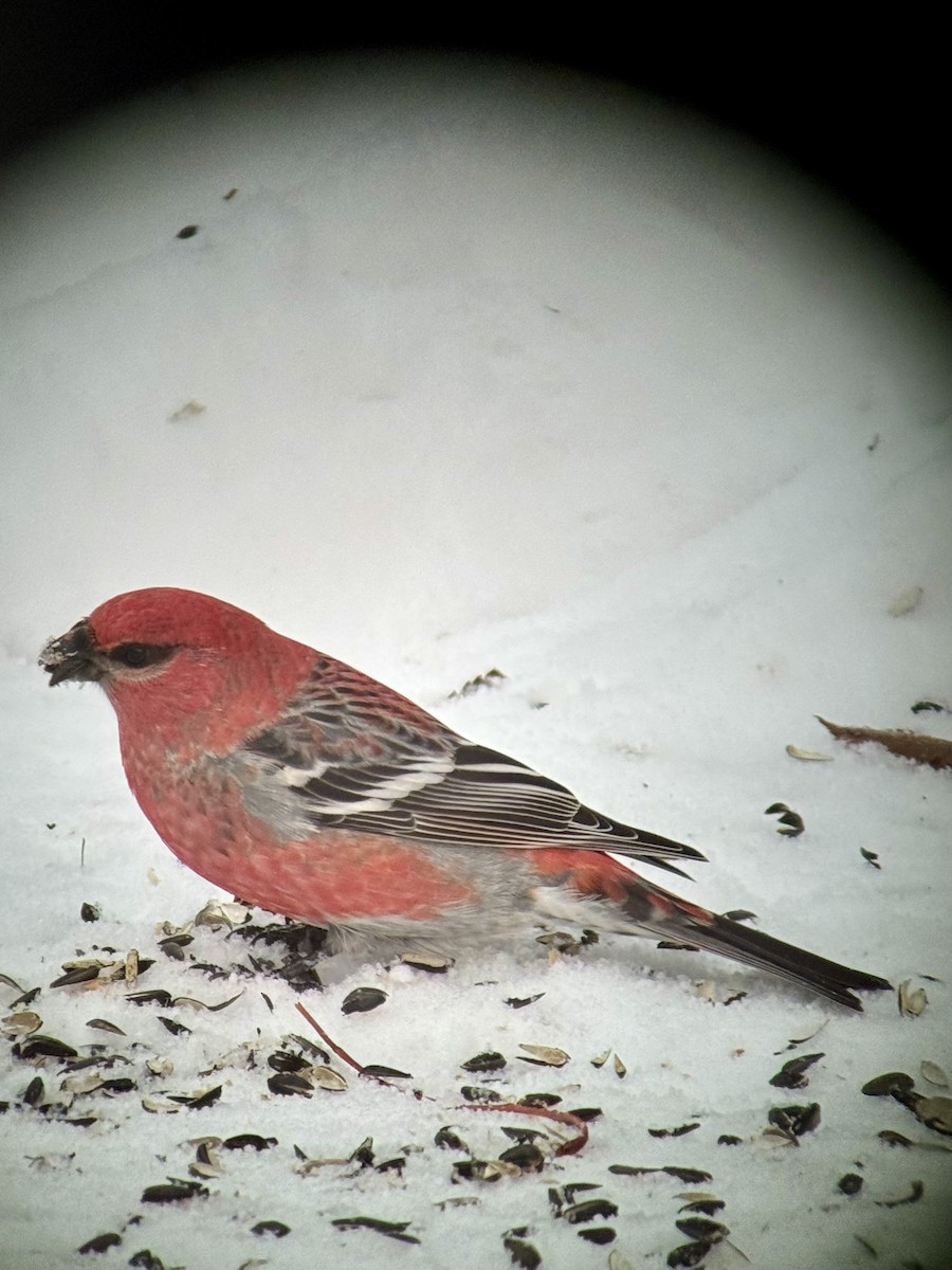 Hakengimpel - ML646325635