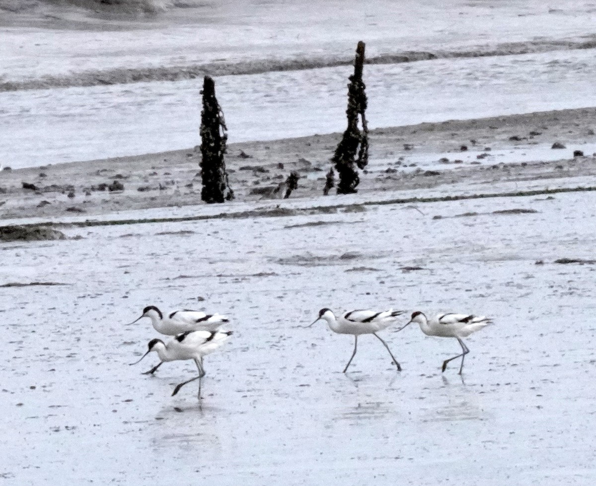 Pied Avocet - ML646325636