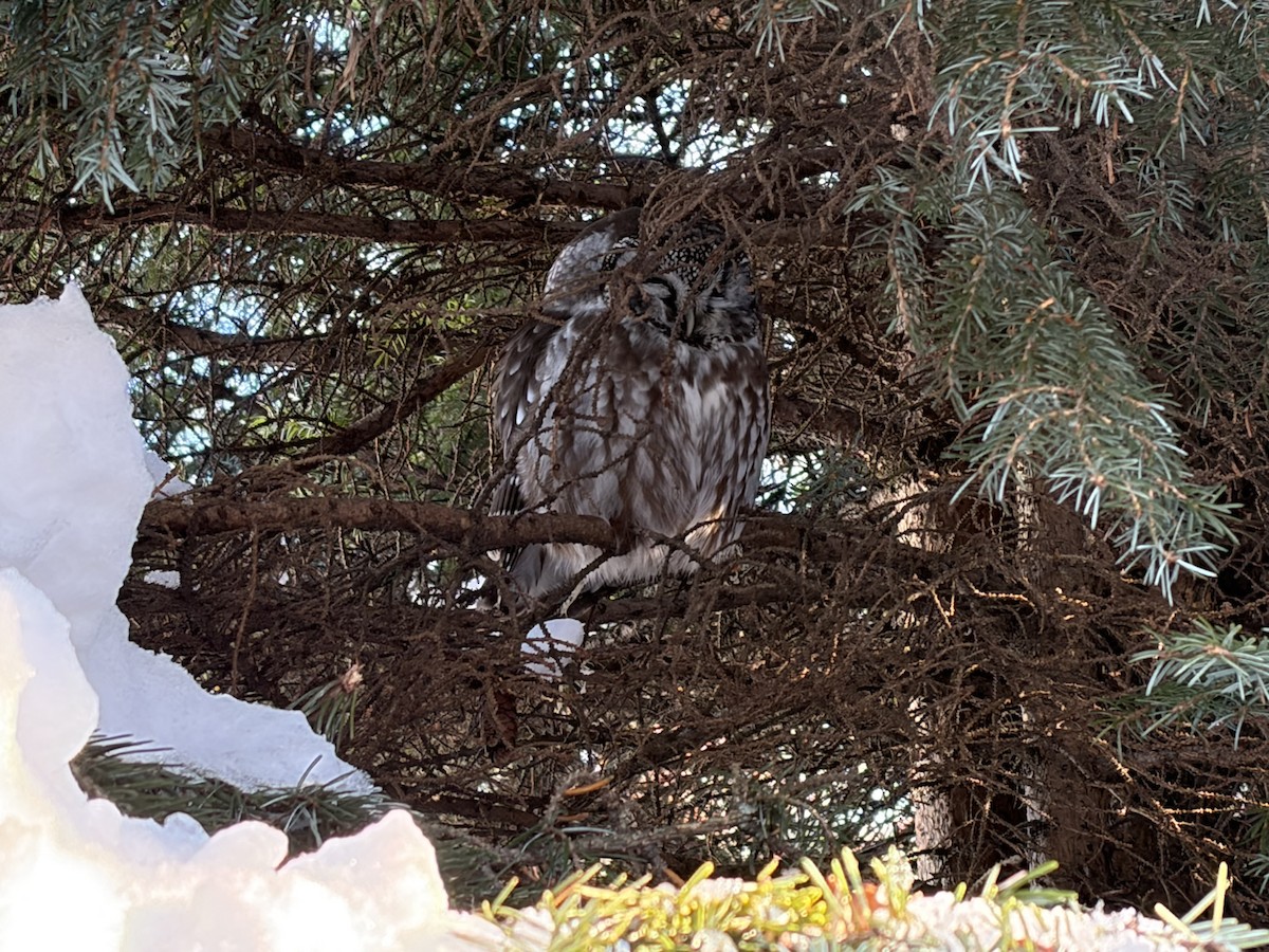 Boreal Owl - ML646325643