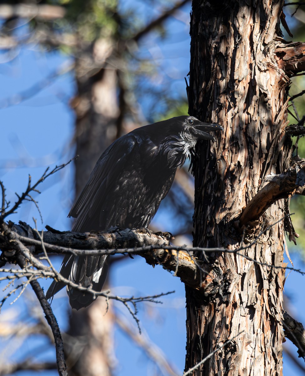 Common Raven - ML646325649