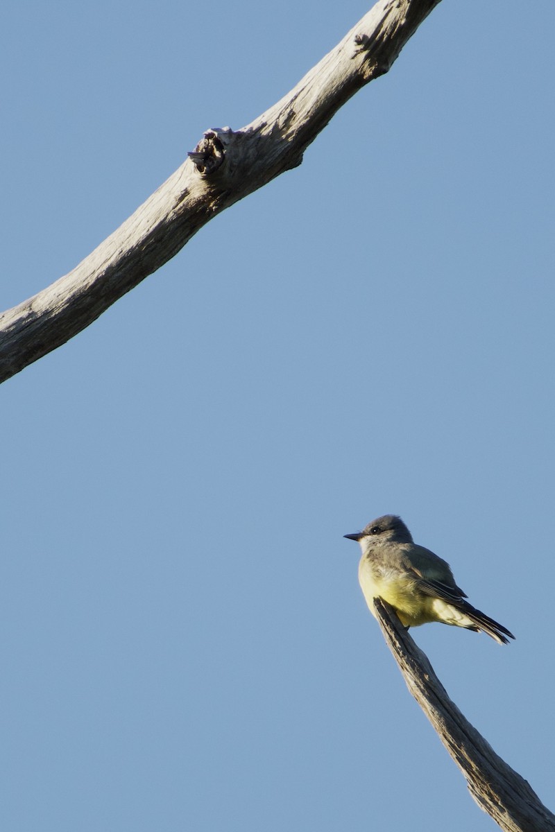 Cassin's Kingbird - ML646325653