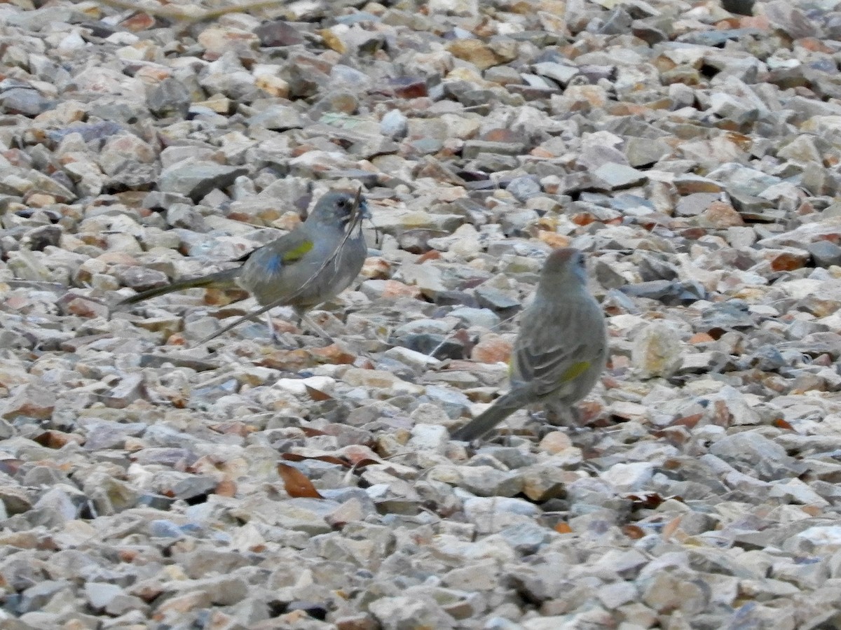 Green-tailed Towhee - ML646325657