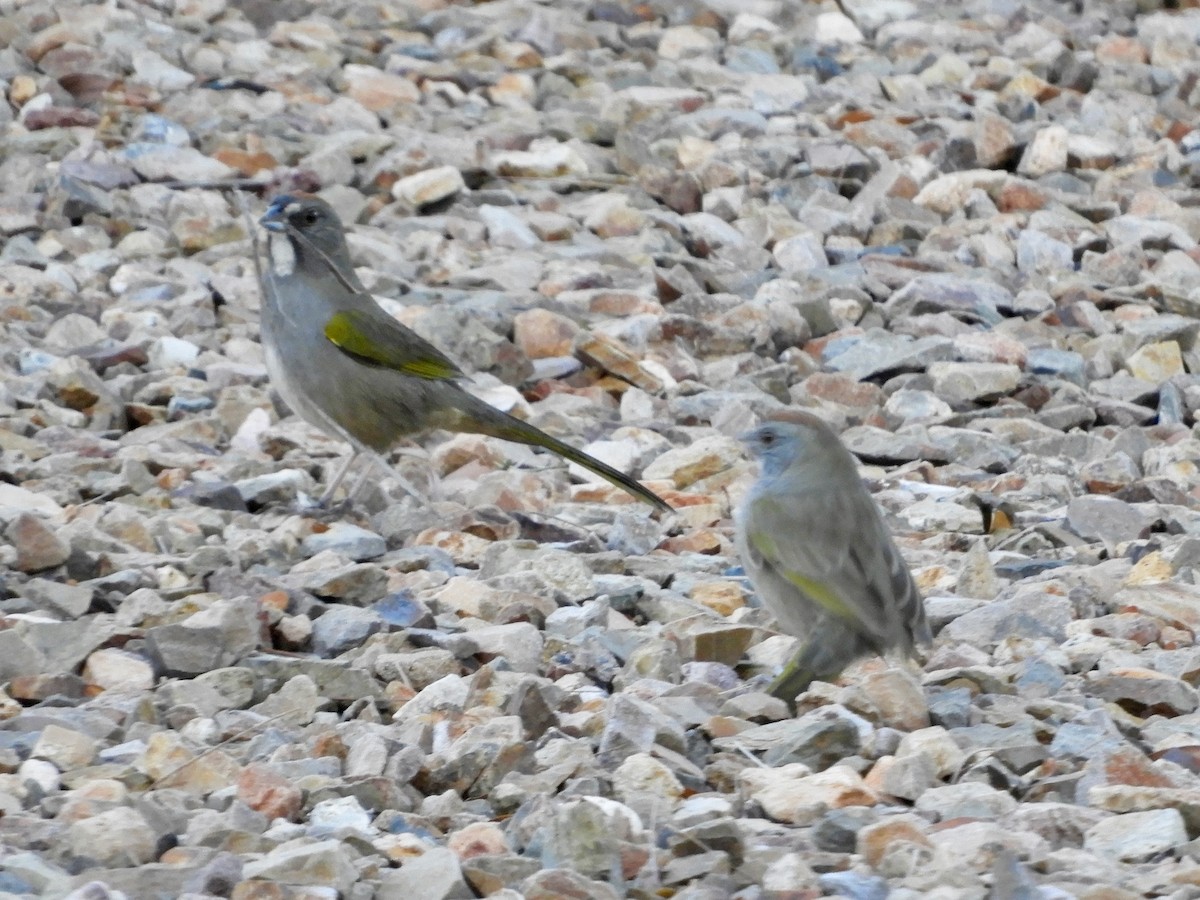 Green-tailed Towhee - ML646325658