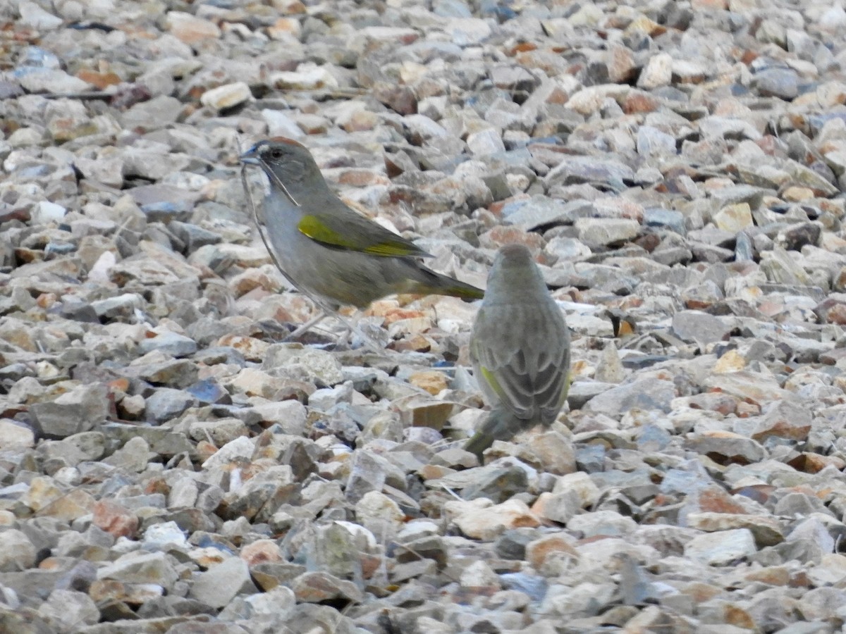 Green-tailed Towhee - ML646325659