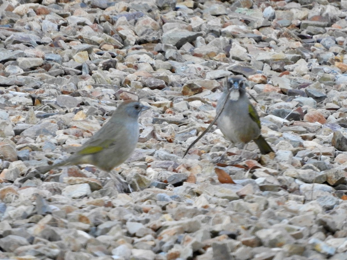 Green-tailed Towhee - ML646325660