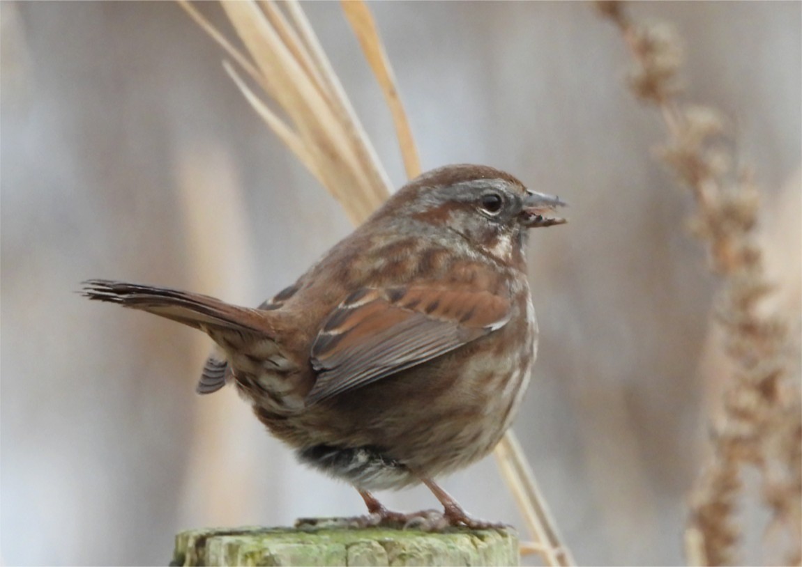 Song Sparrow - ML646325661