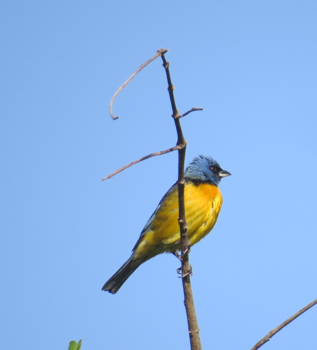 Blue-and-yellow Tanager - ML646325662