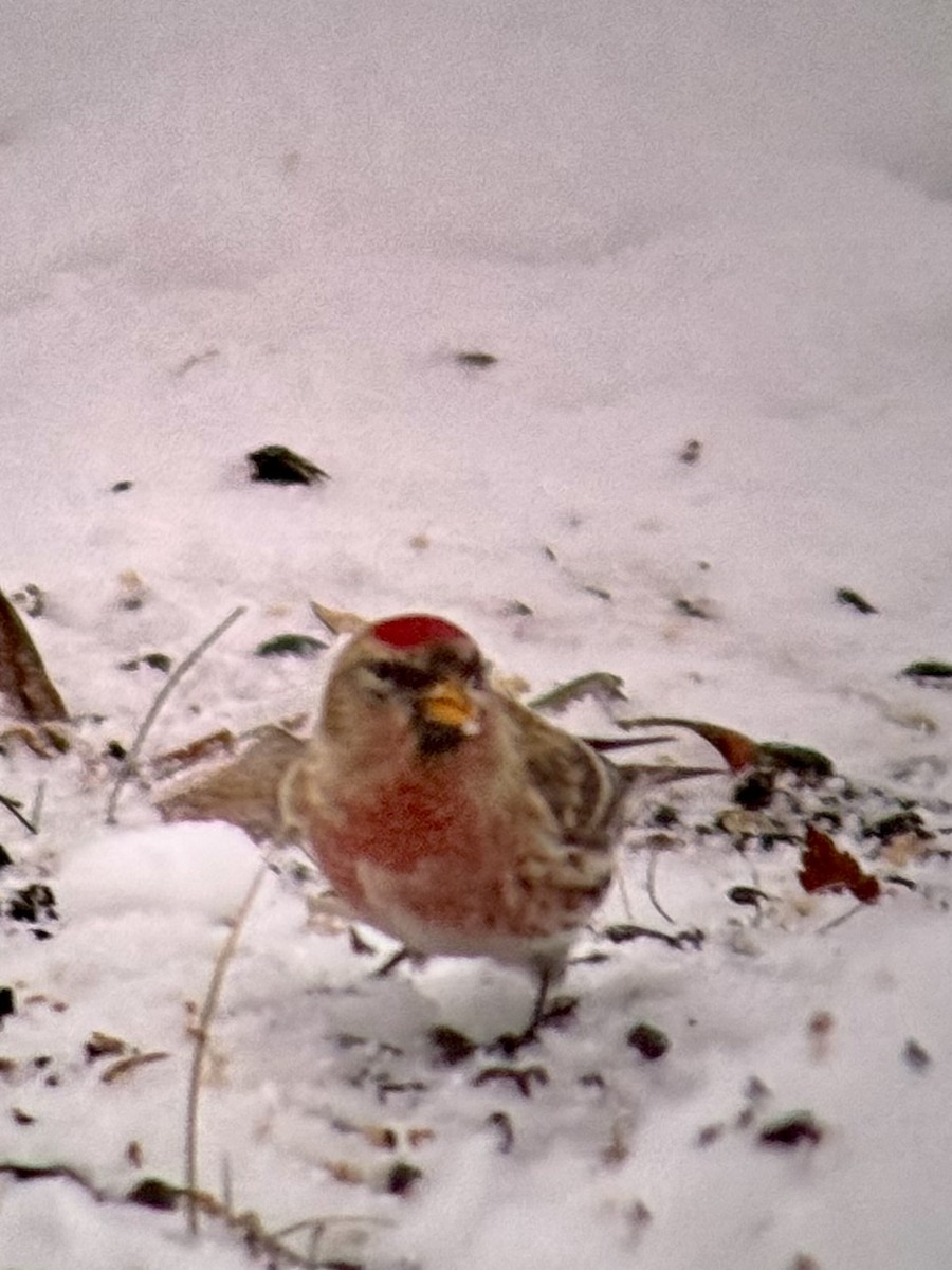 Redpoll (Common) - ML646325673