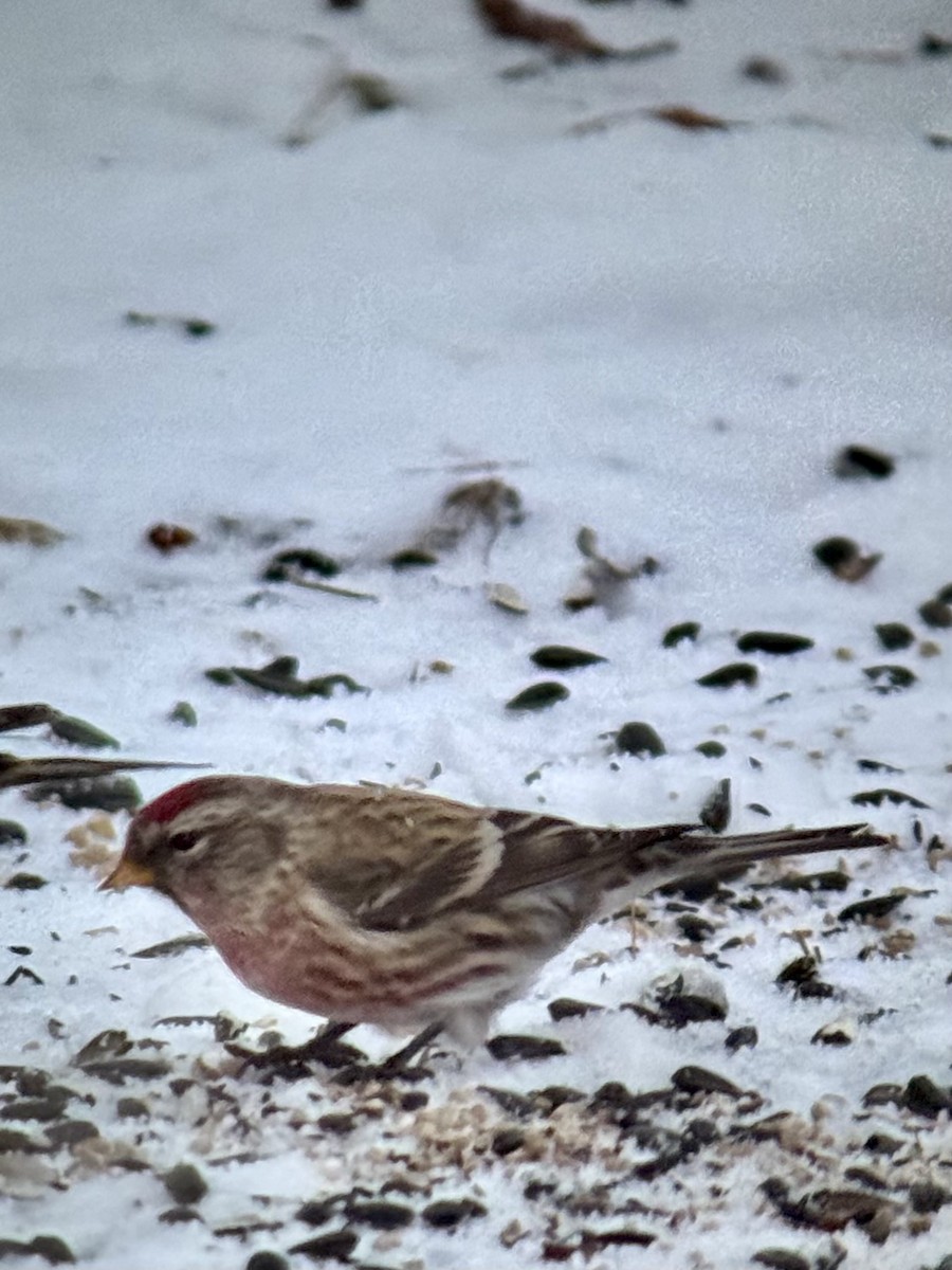 Redpoll (Common) - ML646325674