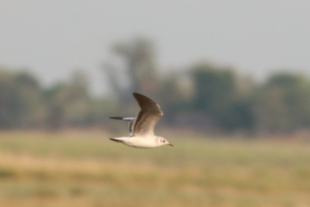 Gray-hooded Gull - ML646325675