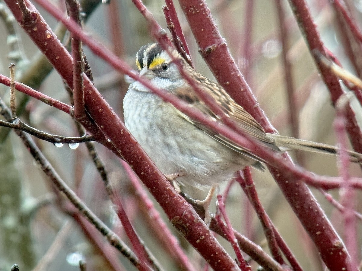 Weißkehlammer - ML646325676