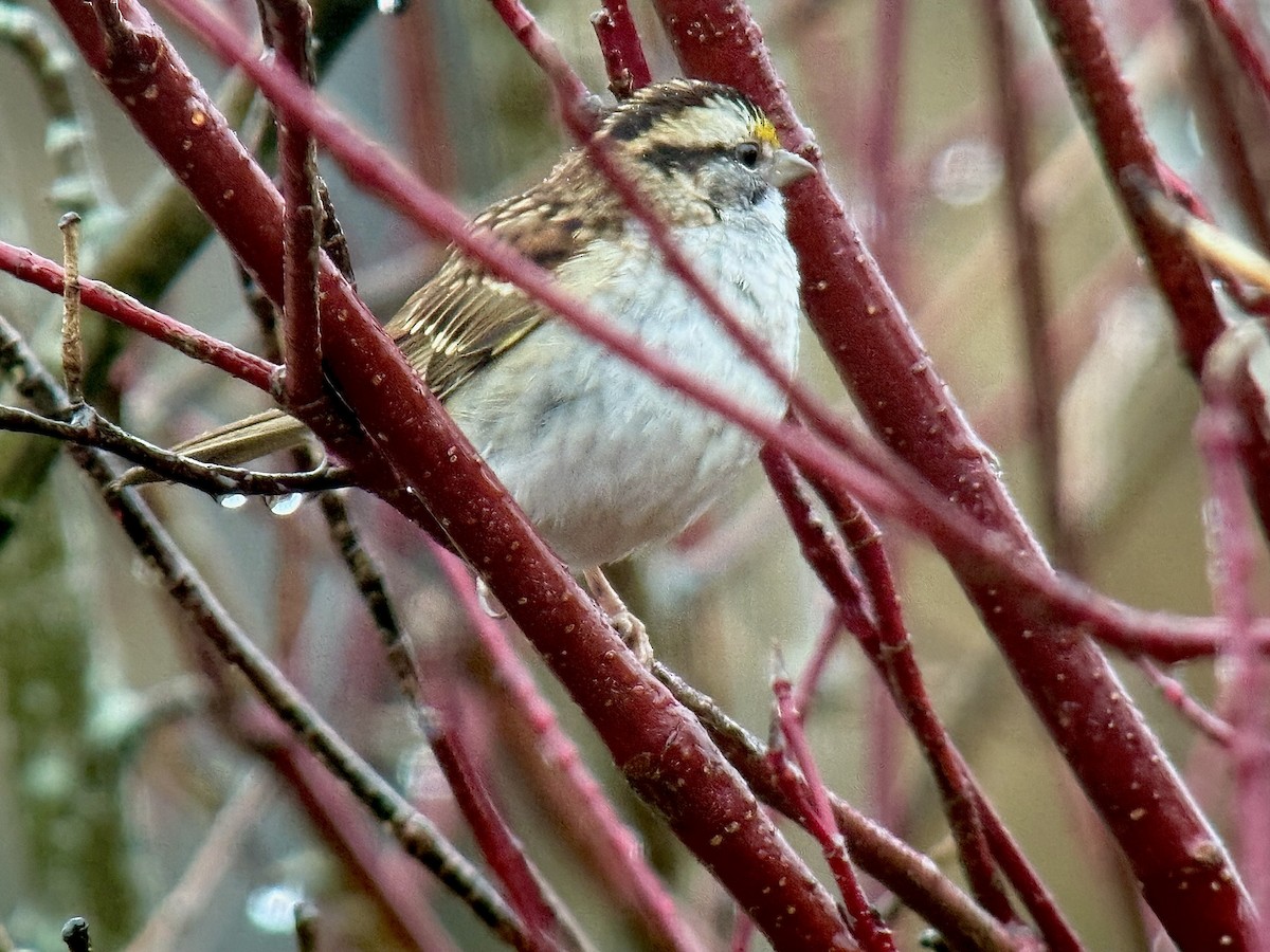 Weißkehlammer - ML646325677