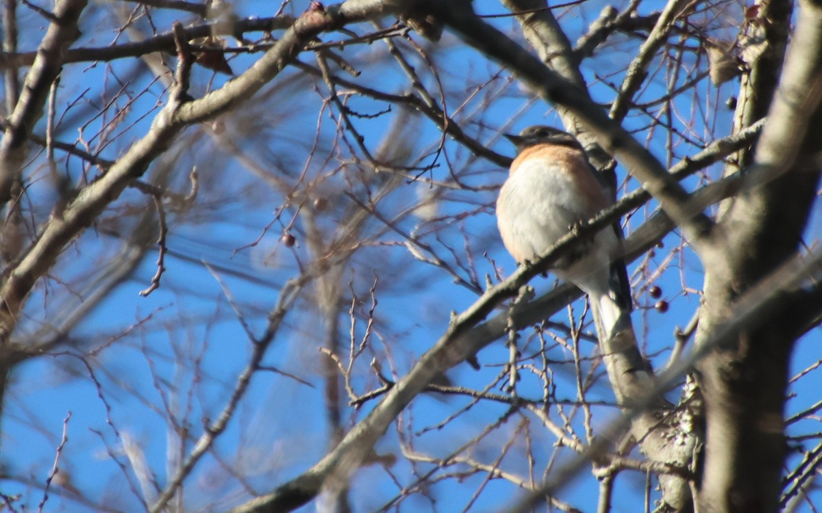 Rotkehl-Hüttensänger - ML646325681