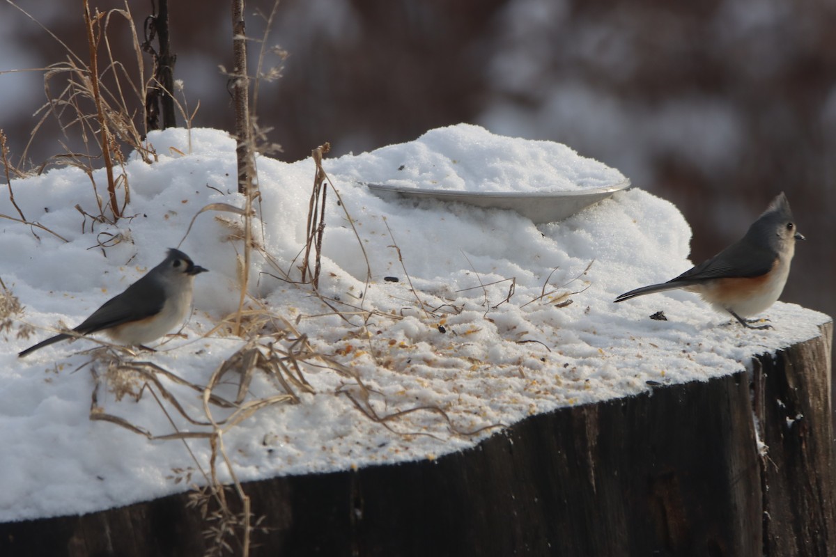 Baumammer - ML646325682