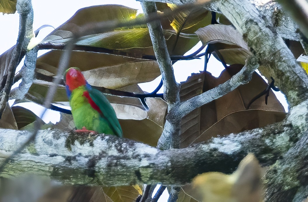 Schönlori - ML646325683