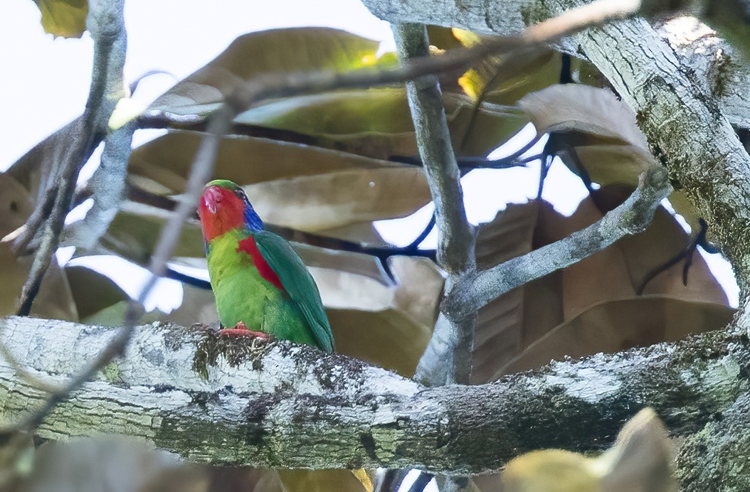 Schönlori - ML646325684