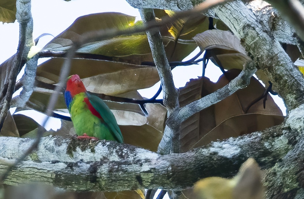 Schönlori - ML646325685