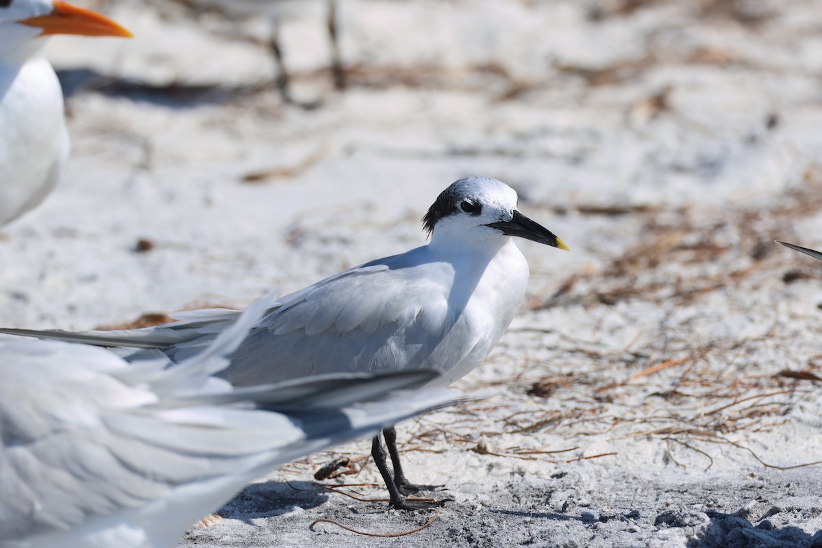 Brandseeschwalbe - ML646325687