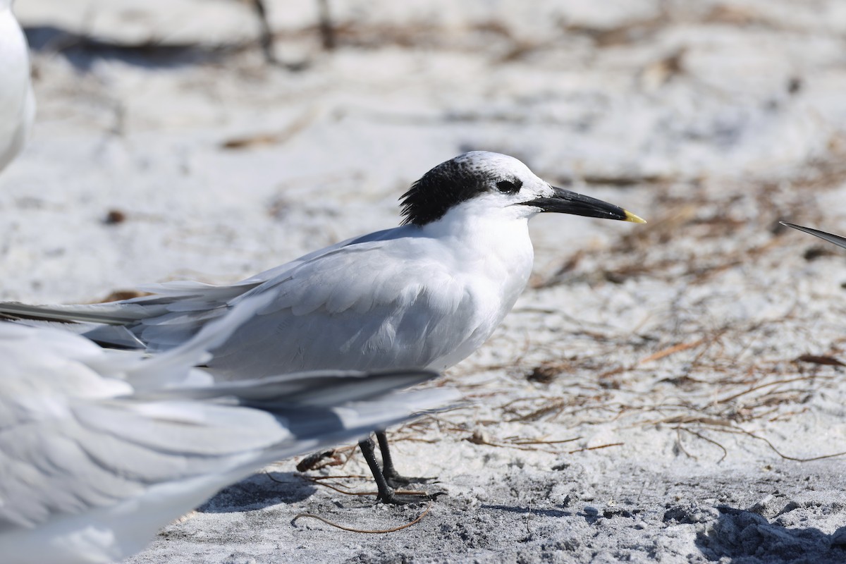 Brandseeschwalbe - ML646325688