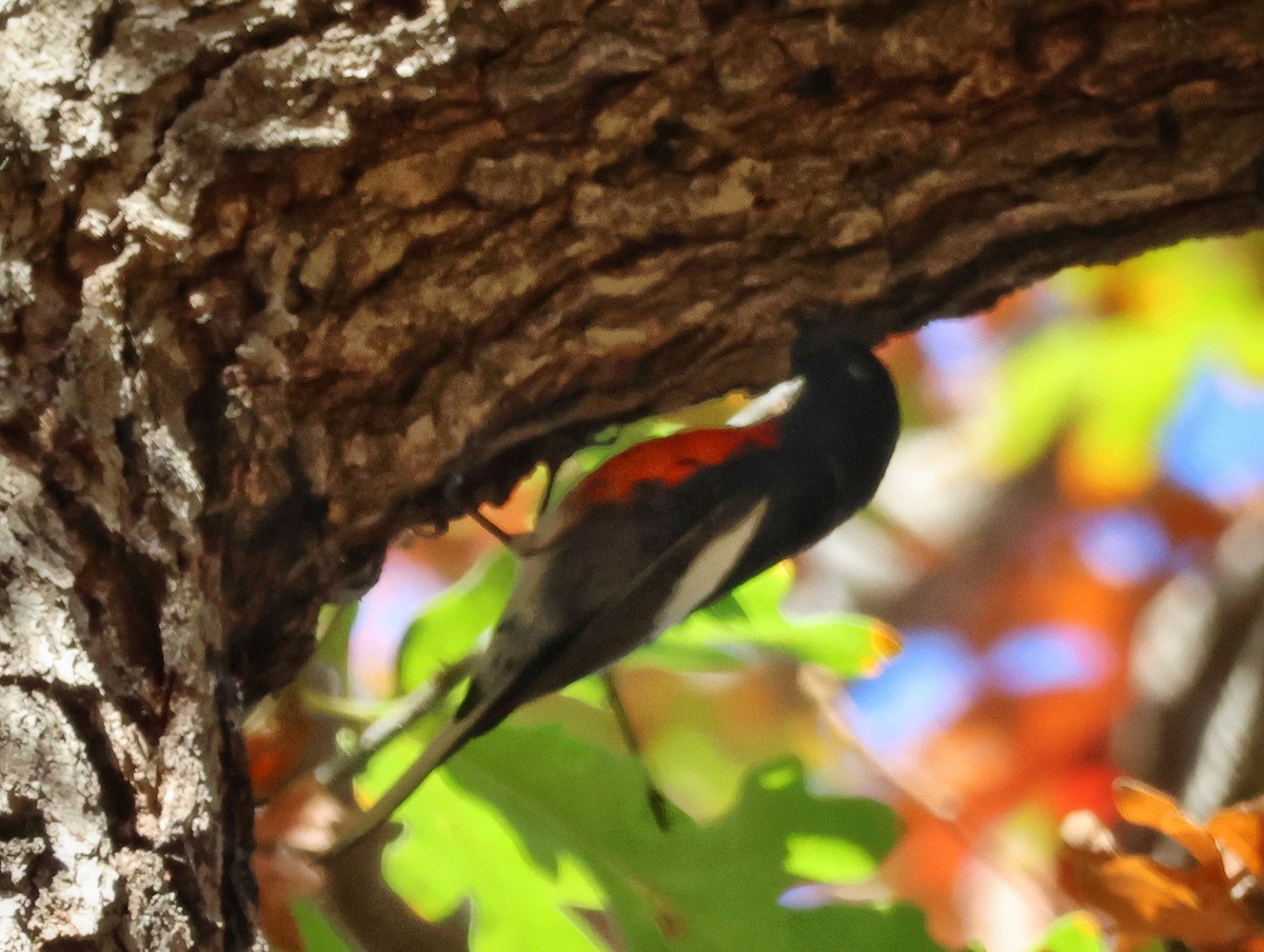 Rotbrust-Waldsänger - ML646325689