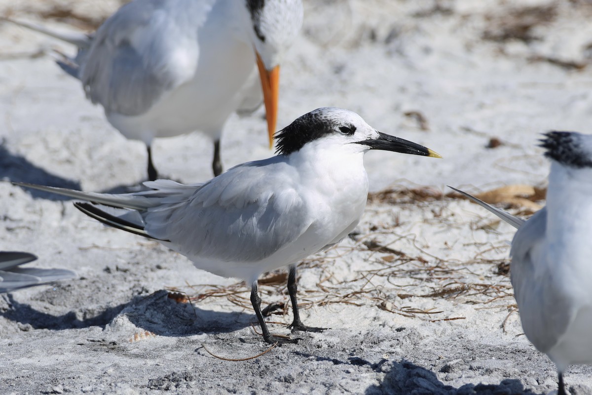 Brandseeschwalbe - ML646325690