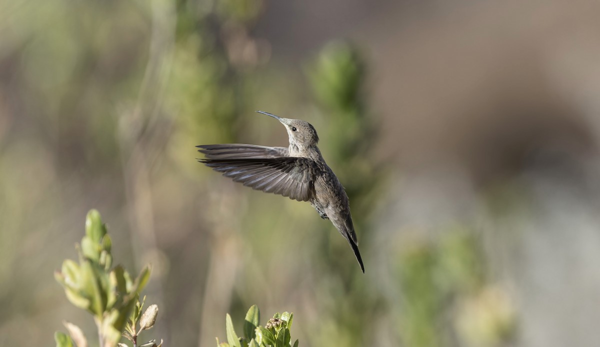 Estellakolibri - ML646325692