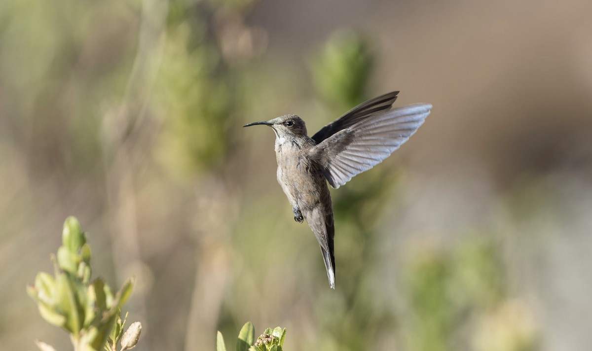 Estellakolibri - ML646325693