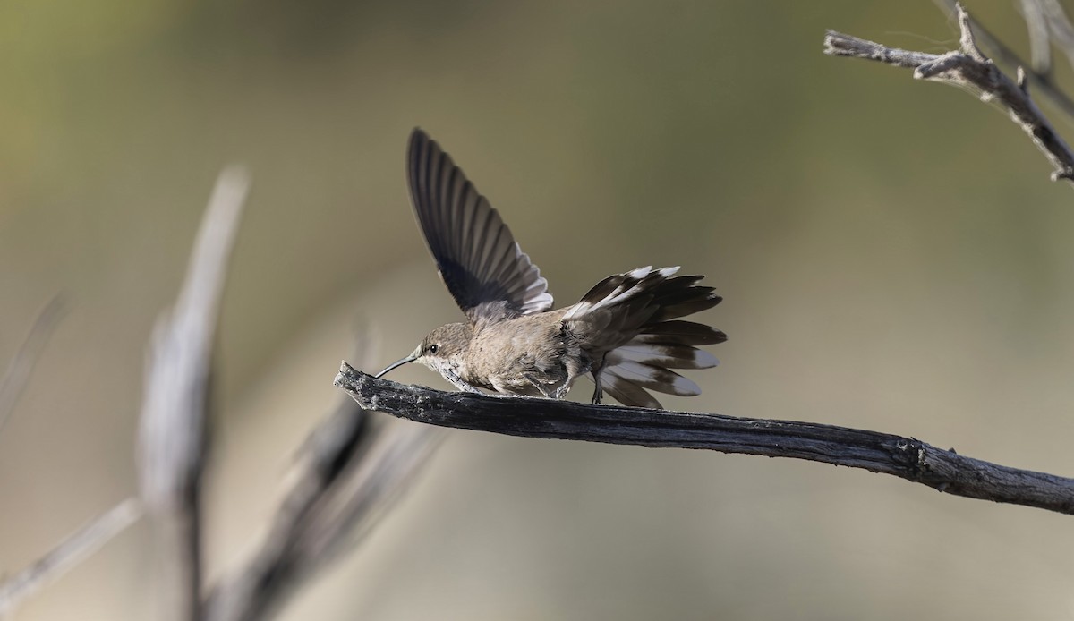 Estellakolibri - ML646325694