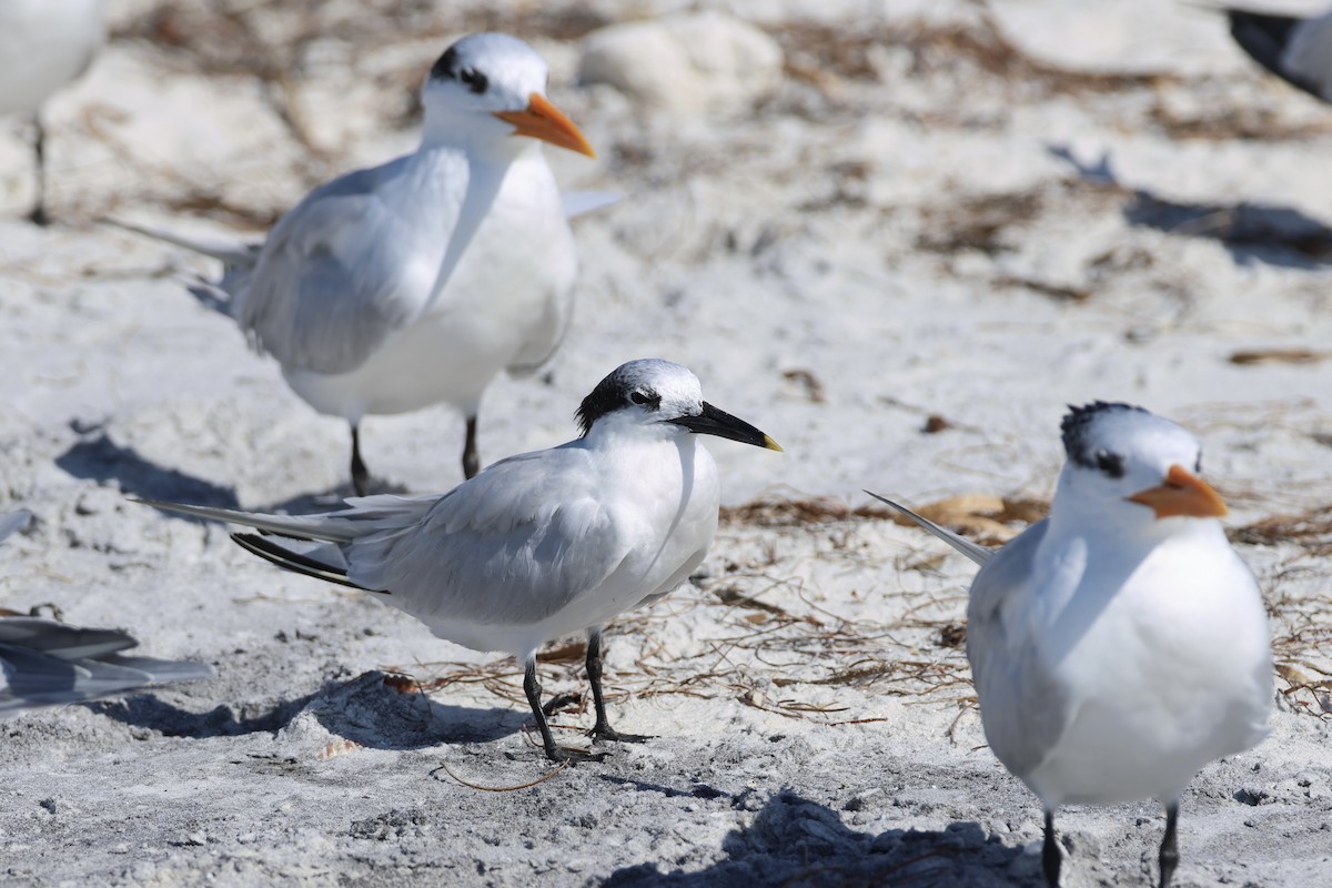 Brandseeschwalbe - ML646325695