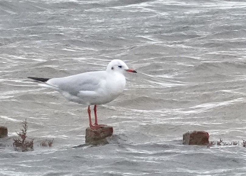 Lachmöwe - ML646325703