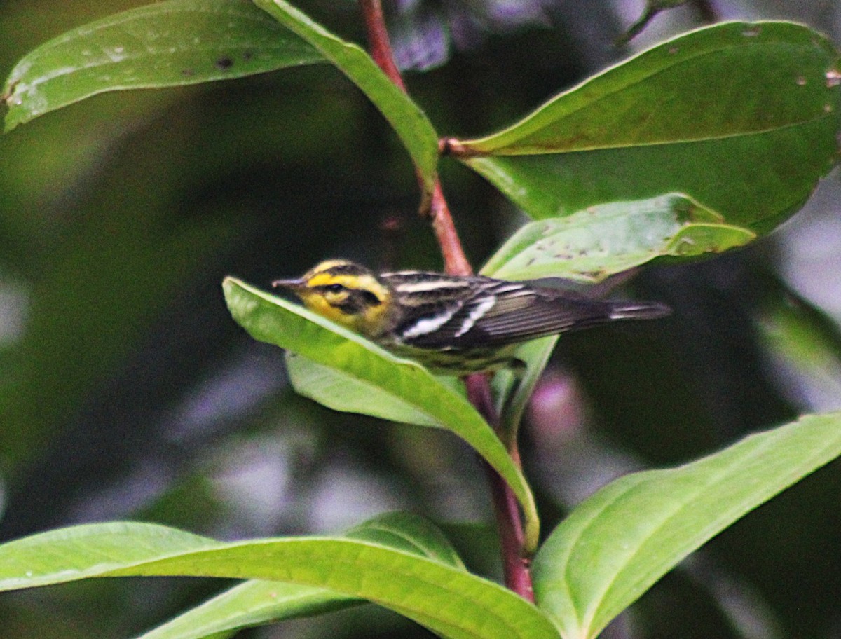 Fichtenwaldsänger - ML646325705