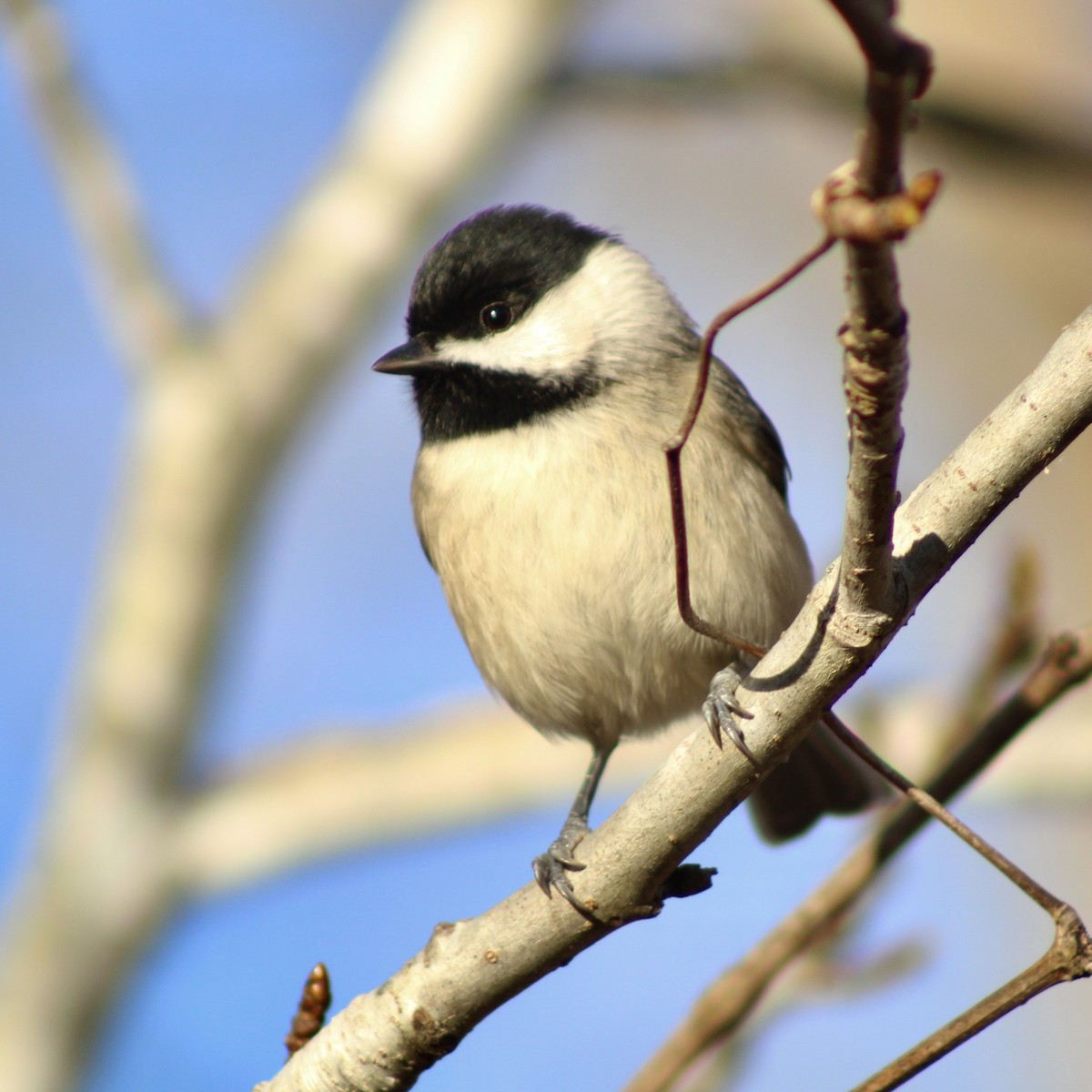 Carolinameise - ML646325706