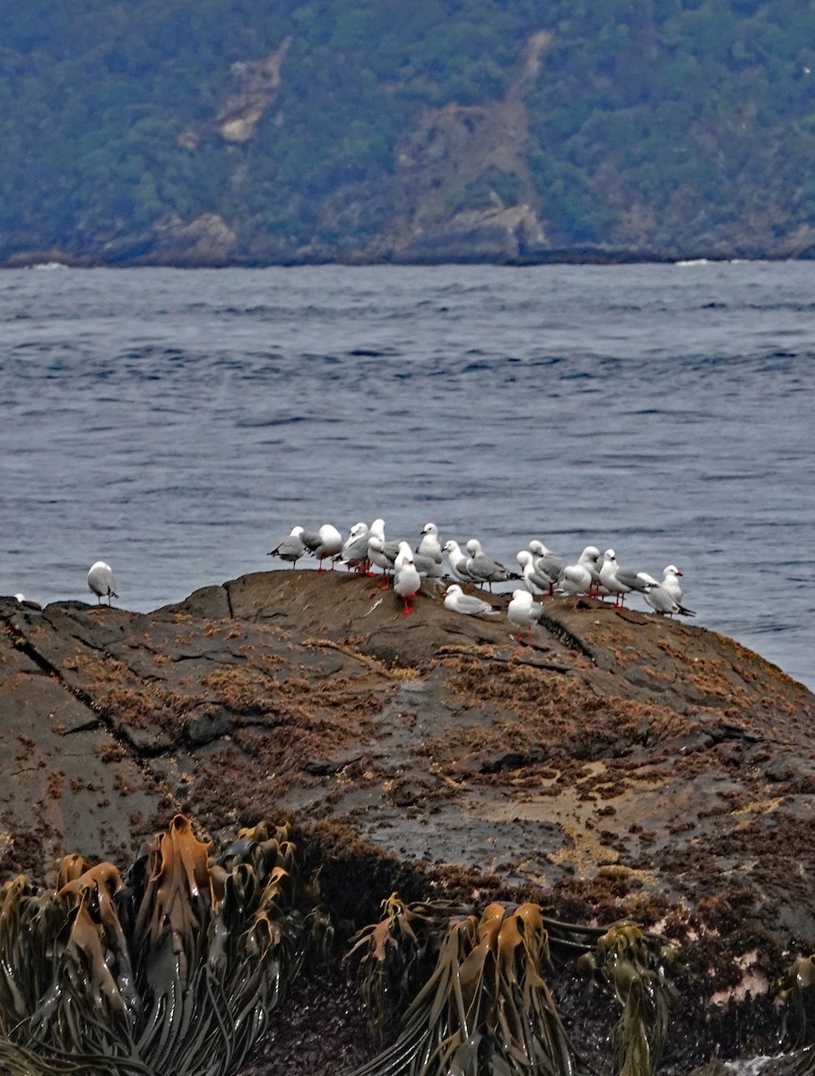 Silberkopfmöwe - ML646325707