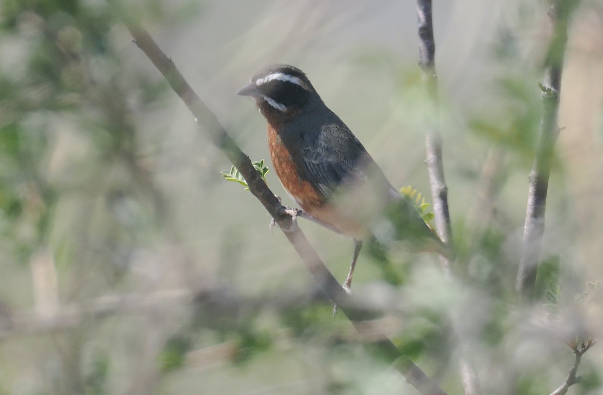 Rotbrust-Finkentangare - ML646325709