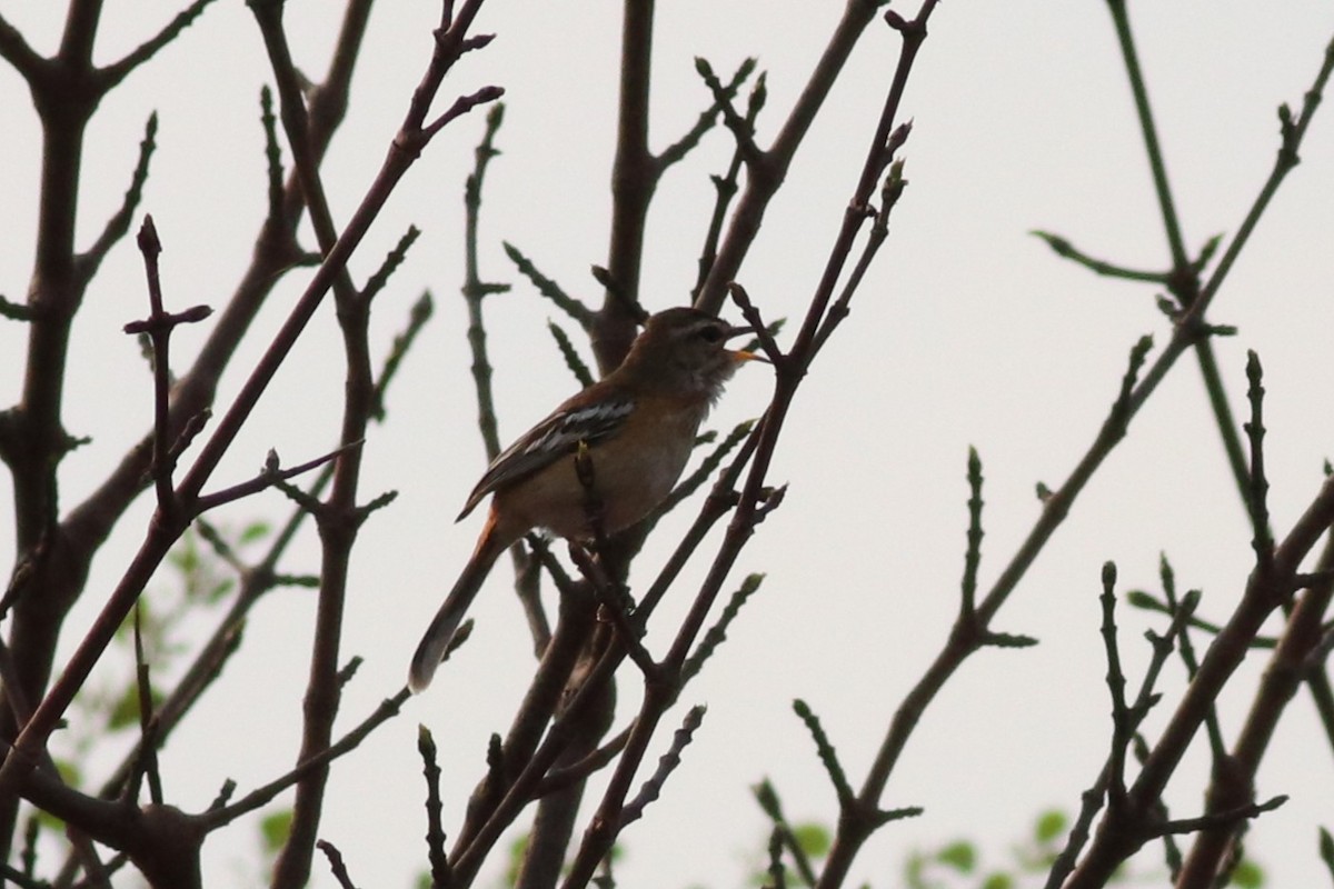 Weißbrauen-Heckensänger - ML646325711