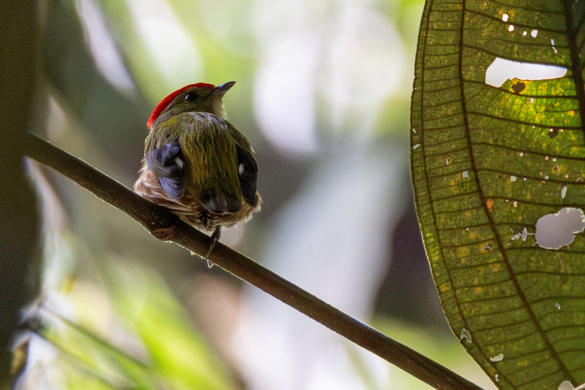 Striolated Manakin - ML646325714