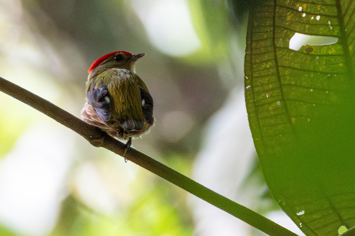 Striolated Manakin - ML646325715