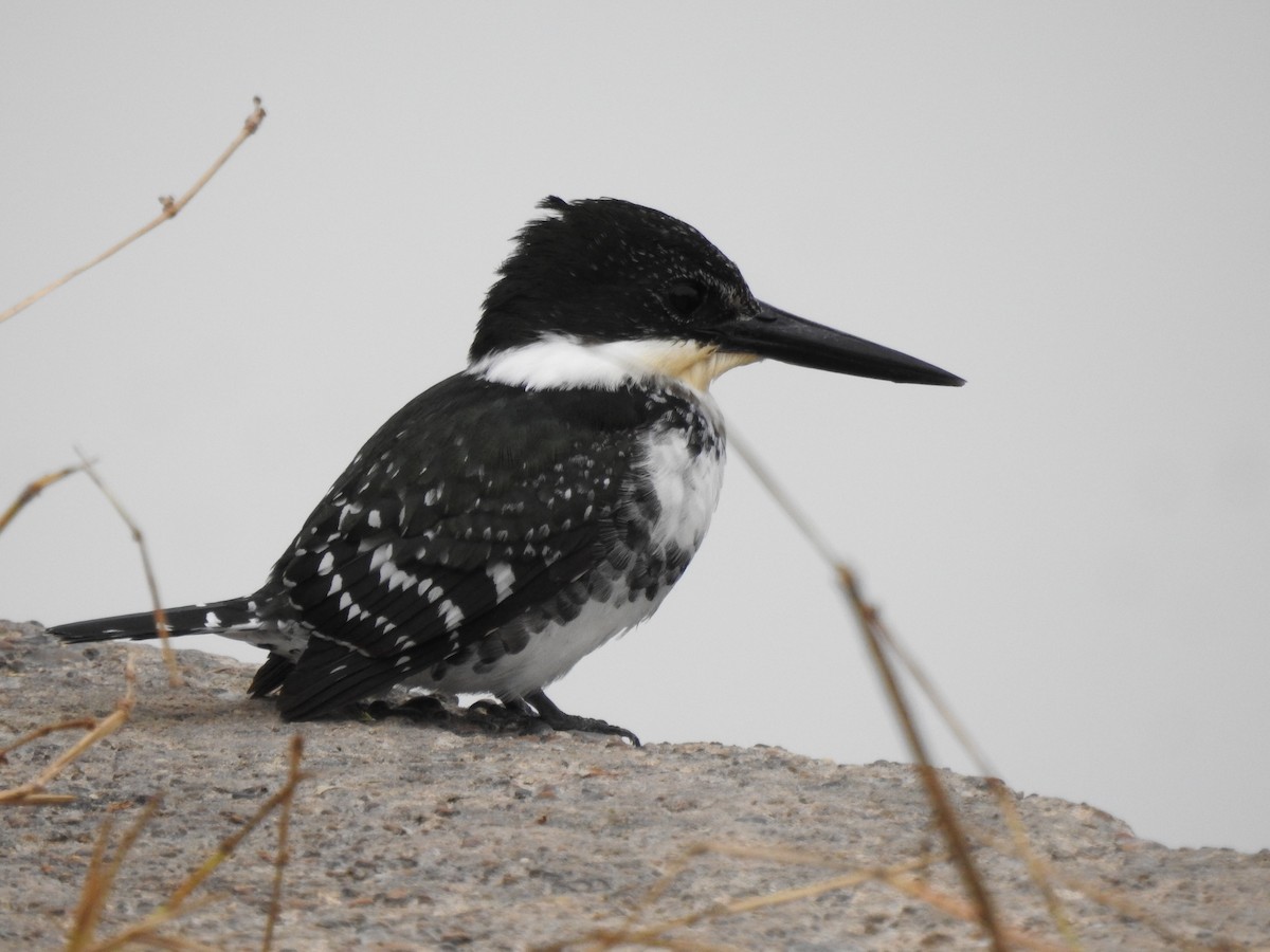 Green Kingfisher - ML646325729