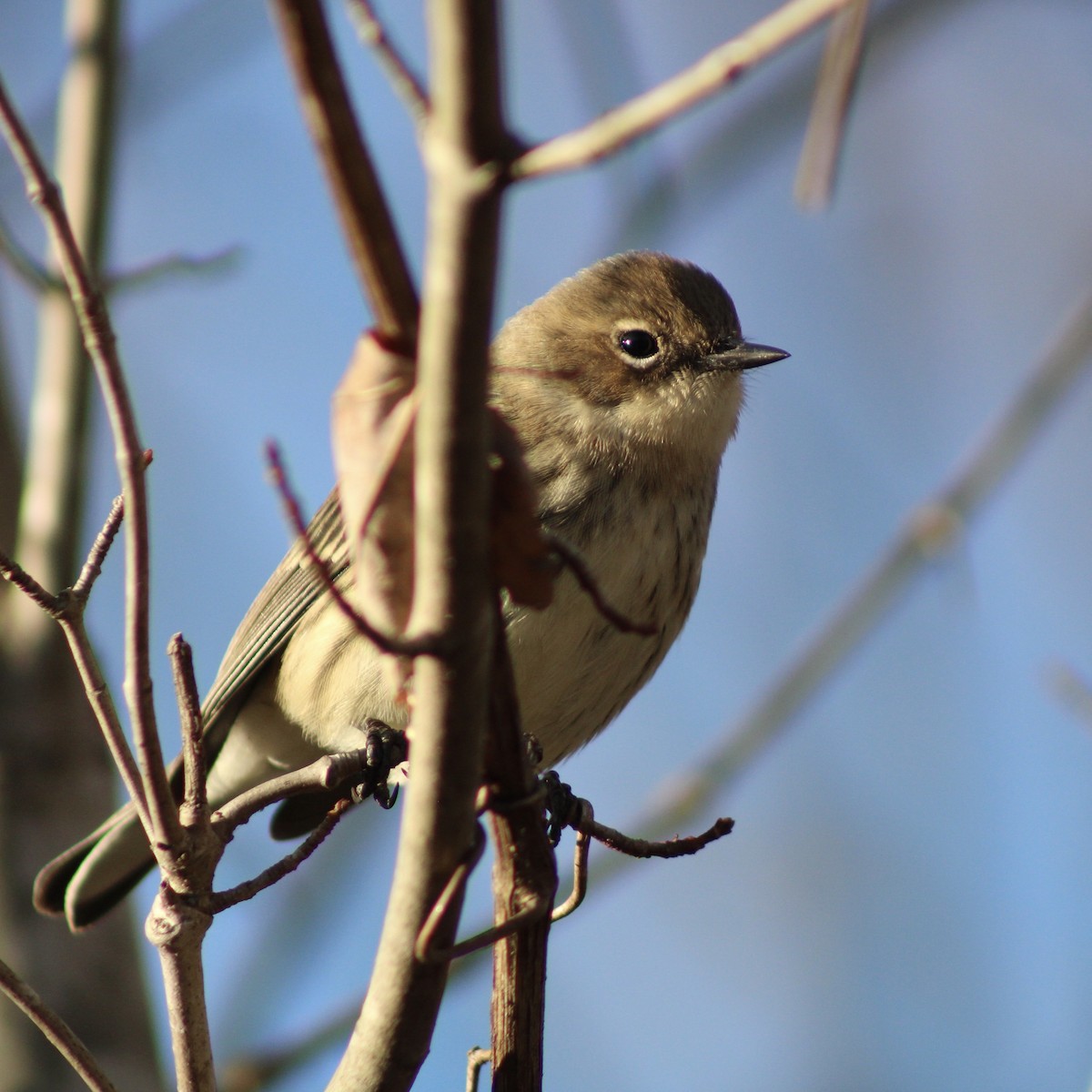 Paruline à croupion jaune - ML646325730