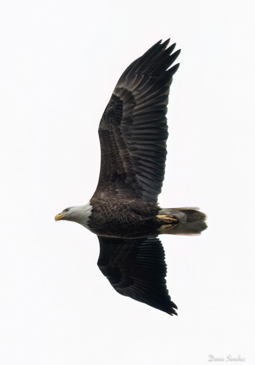 Bald Eagle - ML646325736